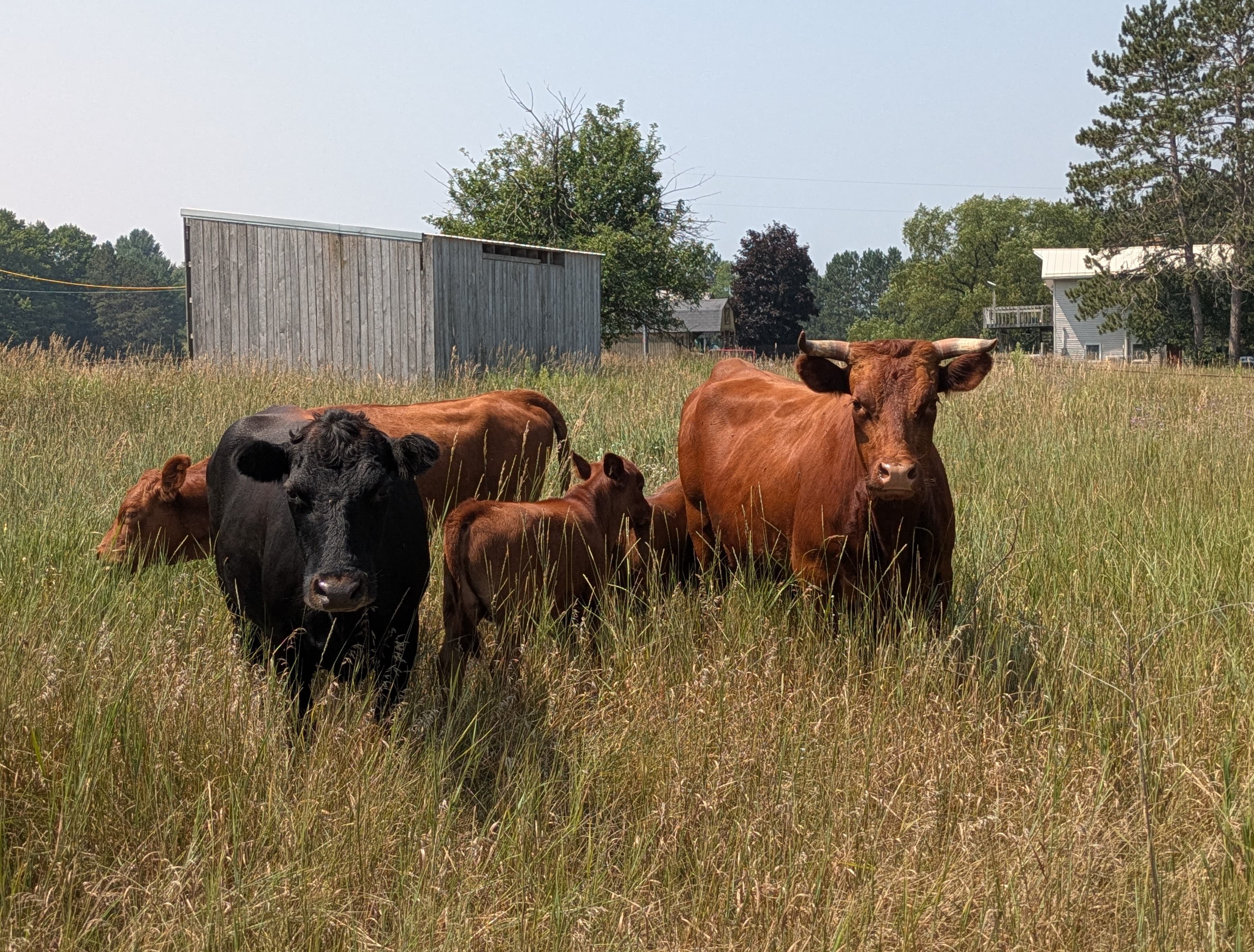 Dexter cattle at Rolling Blue Acres