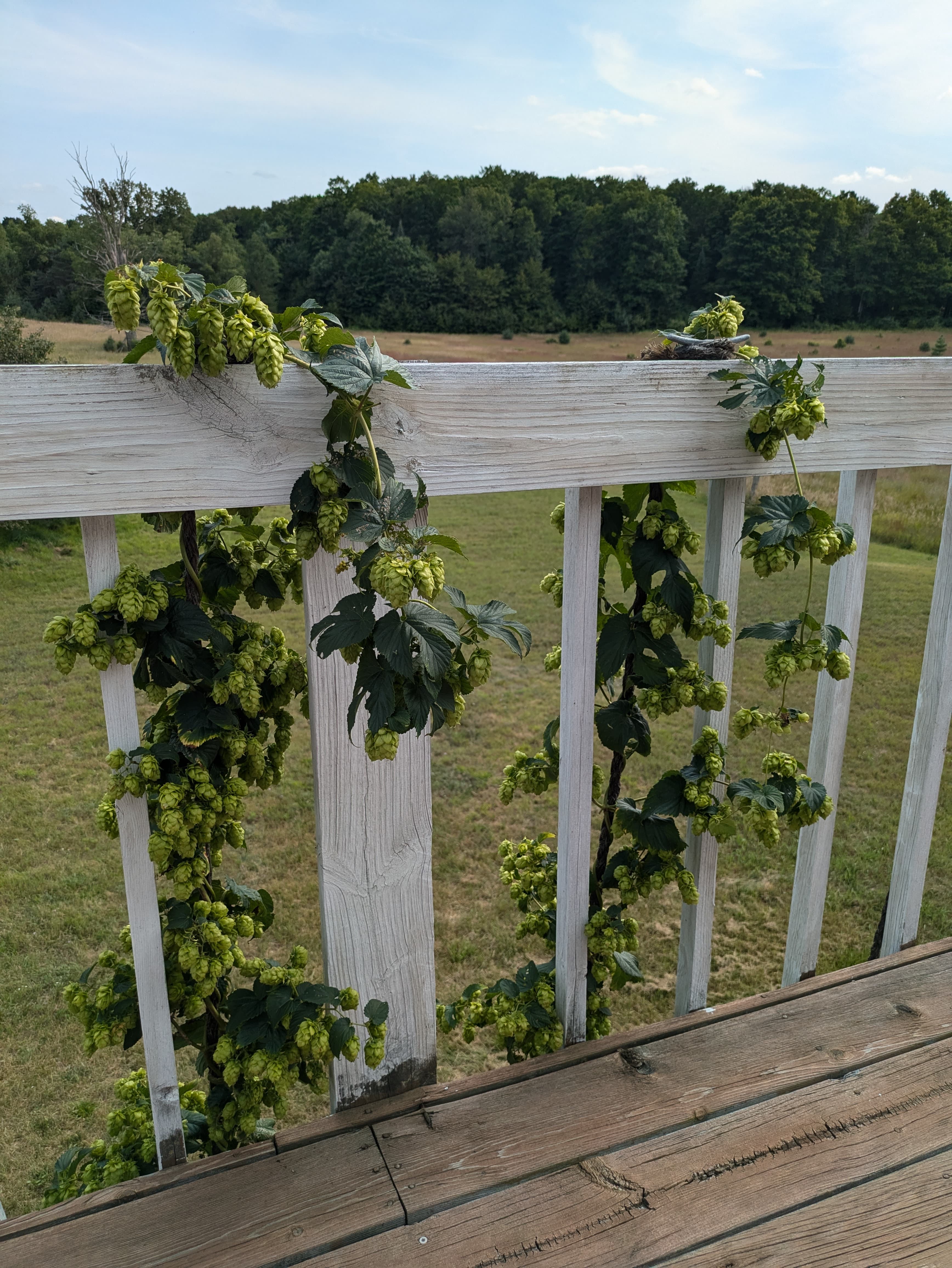 Seasonal Garden Produce