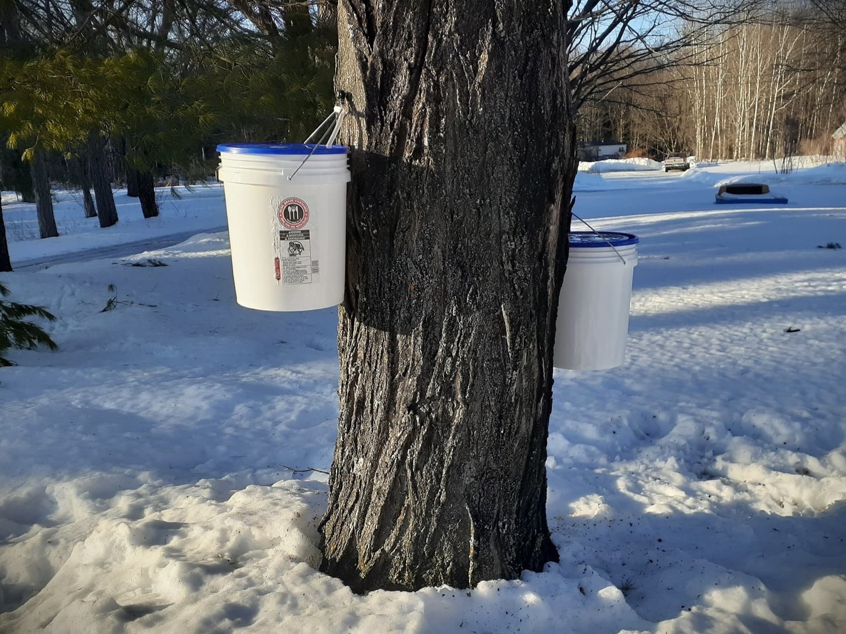 Maple Sugar