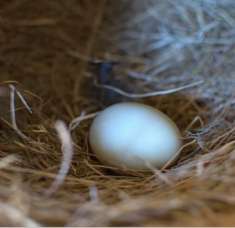 Free-Range Chicken Eggs